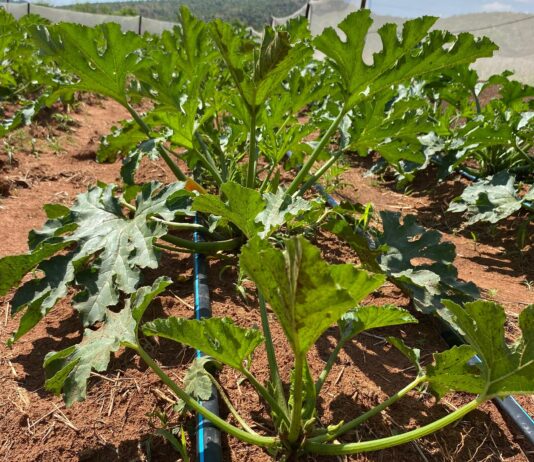 Joint agricultural development project produces rich harvest and gives back to the community