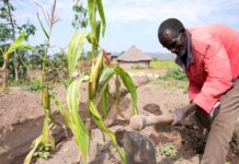 Ethiopia farmers to benefit solar-powered irrigation system aimed at boosting sustainable crop production