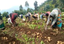 Rwanda Soil Information System (RwaSIS) Launched to Revolutionize Agricultural Productivity