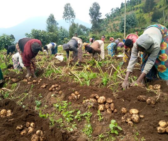 Rwanda Soil Information System (RwaSIS) Launched to Revolutionize Agricultural Productivity