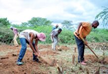 Sustainable land management practice successfully ‘uproots’ invasive Prosopis juliflora in East Africa