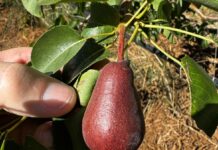 A rosy outlook for upcoming pome season thanks to new blushed pear varieties
