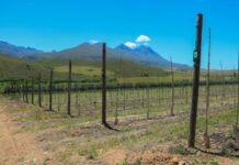 Another 600 olive trees planted at Mardouw -a tree for every VERDER employee