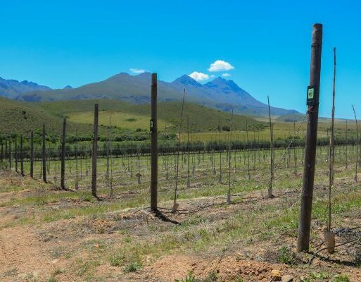 The newly planted trees for every Verder employee