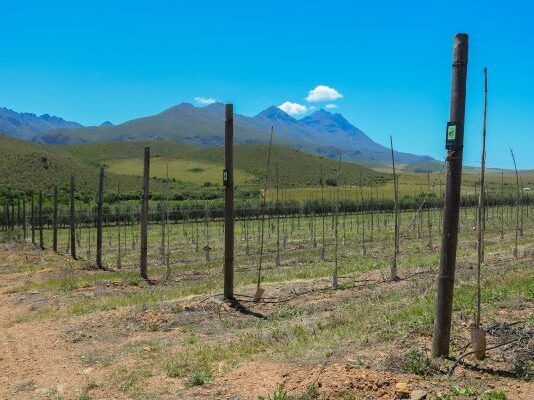 Another 600 olive trees planted at Mardouw -a tree for every VERDER employee