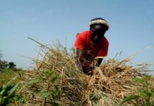 Money sent home by relatives is vital for families in Sub-Saharan Africa to withstand the impact of climate change