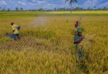 The US commits to disburse an additional US$41.1 million to improve soil health and diversify crop production in Africa