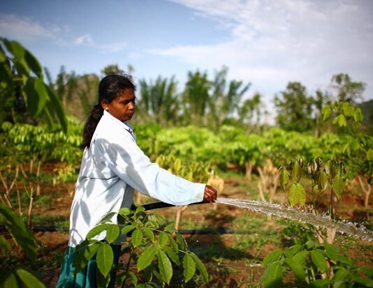 COP16: With investment, small-scale farmers can restore lands and deliver significant food security, climate, and economic benefits