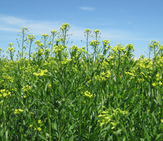 Bayer Acquires Camelina Assets from Smart Earth Camelina Corp. to Advance Biofuels