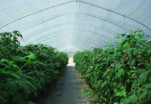 At Fruit Logistica, Arrigoni’s heat-reflecting screens for higher yields and more sustainable crops