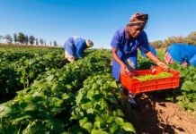 Bayer and Pula Foundation partner up to insure 10 million smallholder farmers in Sub-Saharan Africa and South Asia