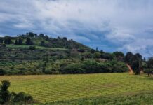 Agriculture lessons to be learnt from Clarkson’s Farm