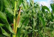 Zinc fertilisers are a catalyst for agricultural growth in Africa