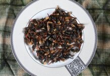 How insects are helping to save the lemur in Madagascar