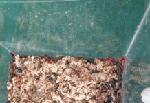 Plastic-Eating Insects: A Breakthrough Solution to Global Pollution Crisis