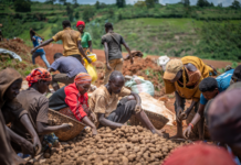 Cordaid introduces microinsurance schemes to protect Burundian farmers against financial shocks