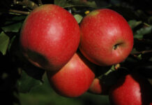 At Macfrut 2025 a showcase for variety innovation in fruit growing