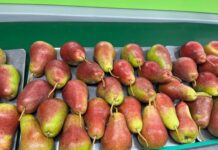 Favourable conditions lead to optimism about South African apple and pear season