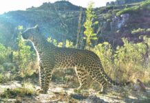 Rooibos farming paves way for biodiversity conservation