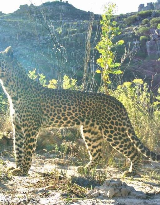 Cape Leopard Trust