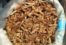 New study finds emerging pathogen inside brown locusts