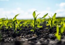 Aggregate supports success in commercial farming