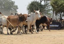 Building Climate Resilience: Zambian Smallholder Farmers Leading the Fight Against Climate Change