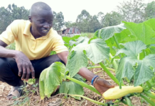 How video animations are promoting sustainable crop farming in Mumias, Western Kenya