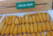 Pannar® Crop Extravaganzas: Unveiling Our Latest Crop Innovations