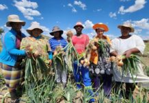 Thaba’Nchu vegetable project edging closer to commercialisation with latest harvest