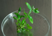 Macfrut 2025, world capital of biotechnology in horticulture