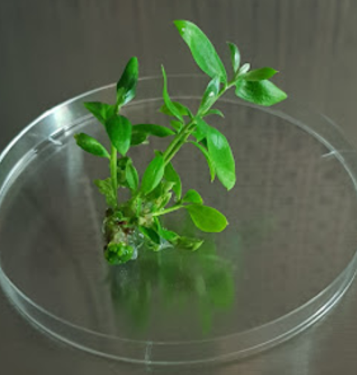 Symposium on Biotechnology 123
