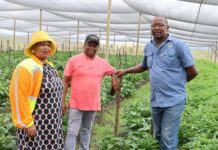 MEC Sambatha hands over greehouse tunnels worth R2,5M to promote Food security and support local agriculture enterprises in Madibeng