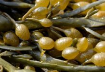 What every agricultural technician needs to know: 3 key aspects of algae based biostimulants