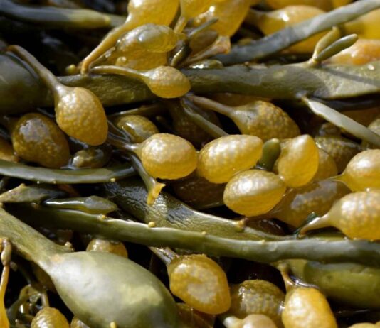 What every agricultural technician needs to know: 3 key aspects of algae based biostimulants