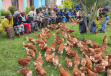 Hands-on training approach helps 3.2 million Ethiopian farmers boost food production and nutrition security