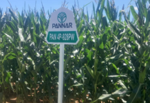 Pannar Hybrid Seeds: A Resilient Solution to Goss’s Wilt