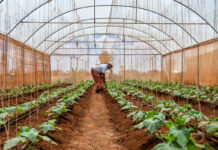 Somalia Unveils Agricultural Plan to Equip Farmers with Climate-Smart Practices to Tackle Food Insecurity