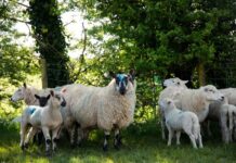 Blowfly Watch service returns for 2025