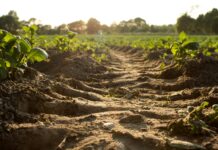 “Green Manure”—Cover Crops, Regenerative Agriculture and Food Sovereignty on Kenya’s Family Farms
