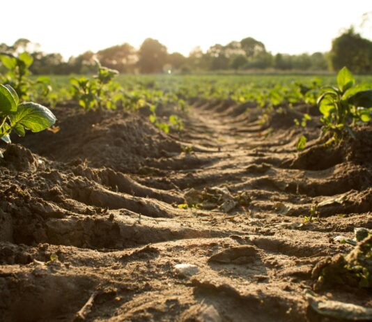 “Green Manure”—Cover Crops, Regenerative Agriculture and Food Sovereignty on Kenya’s Family Farms