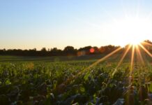Cover Crops: The Secret to Healthier Soil and Higher Yields in a Changing Climate