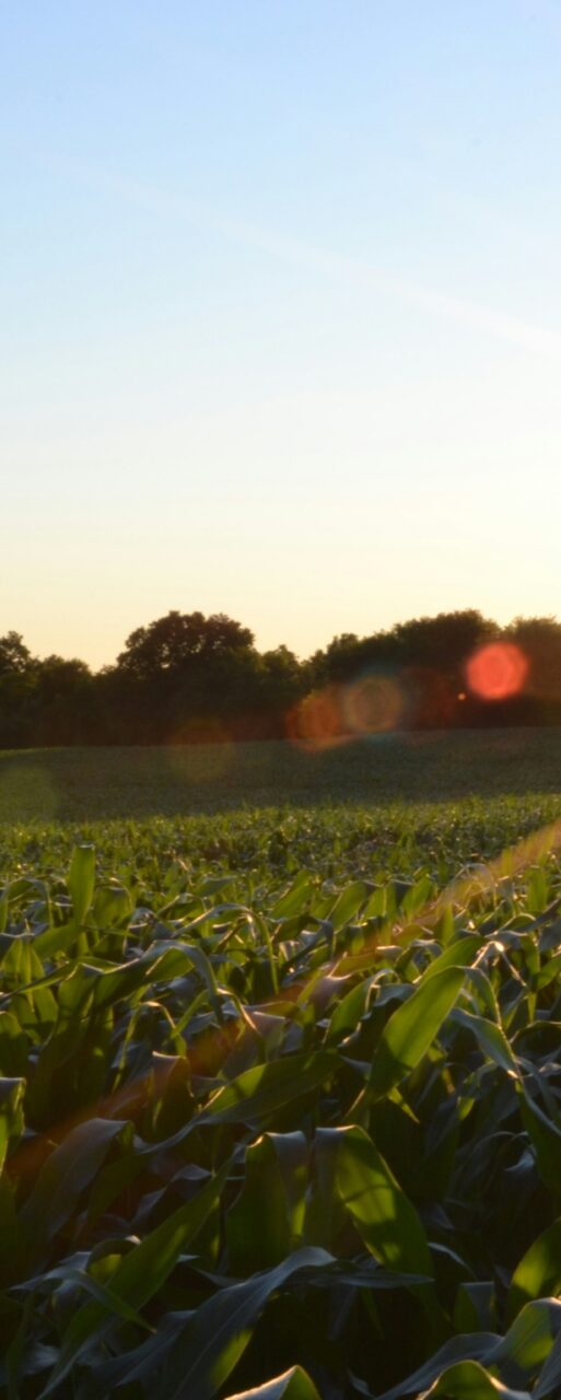 Higher Yields