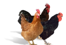 Hubbard Premium launched to enhance poultry industry in Bangladesh in collaboration with Paragon