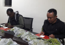 Ethiopia aims to boost lentils production with new virology lab