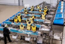 Macadamia Market on the Rise: Stronger Demand Drives Price Increases for 2025 Harvest