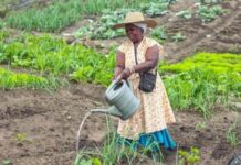 Nonprofit Thanda Transforms Rural Food Security to Uphold Human Rights with Organic Farming