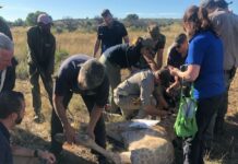 Young giraffe bull defies the odds: Pioneering surgery offers hope for full recovery