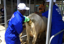 Rwanda to Deploy Veterinary Ultrasound Technology to Improve Cattle Reproduction