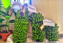 Uganda Introduces High-Yielding, Disease-Resistant Matooke Banana Variety